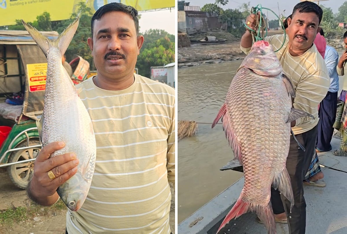 রাজবাড়ীর গোয়ালন্দ উপজেলার দৌলতদিয়ায় প্রায় দেড় কেজি ওজনের একটি ইলিশ এবং প্রায় ১৯ কেজি ওজনের একটি কাতলা মাছ ধরা পড়েছে