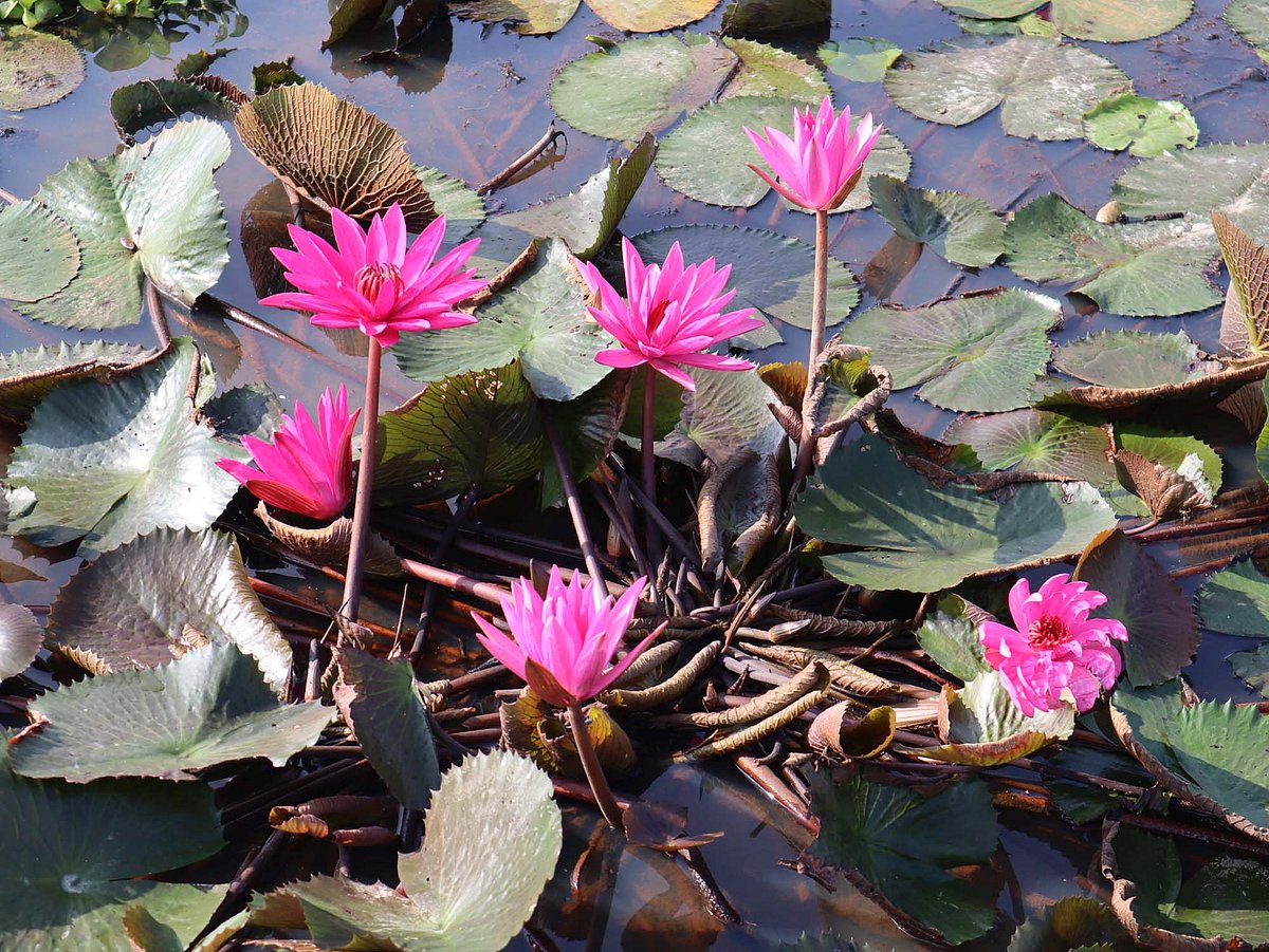 এখানে-ওখানে ঝোপ বেঁধে আছে লাল শাপলা। মৌলভীবাজার সদর উপজেলার জুমাপুরে