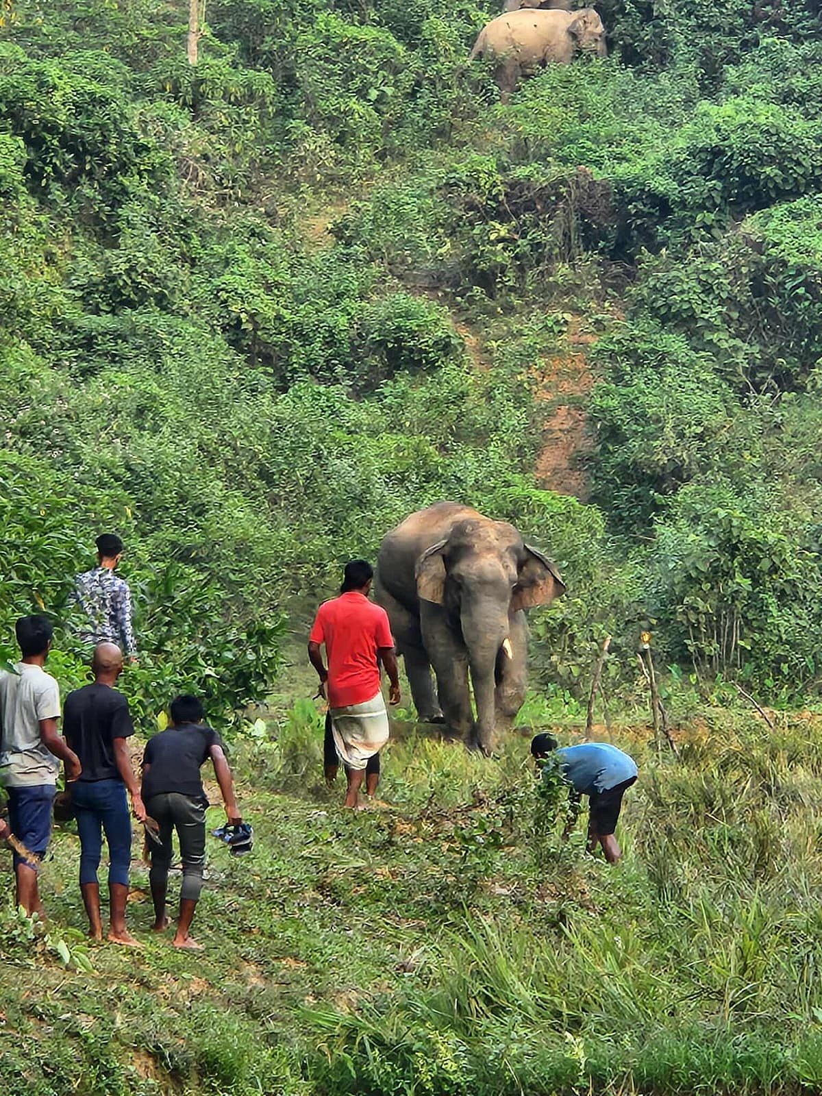 বুনো হাতি হত্যার অপরাধ জামিন অযোগ্য আগেও ছিল, নতুন আইনেও আছে