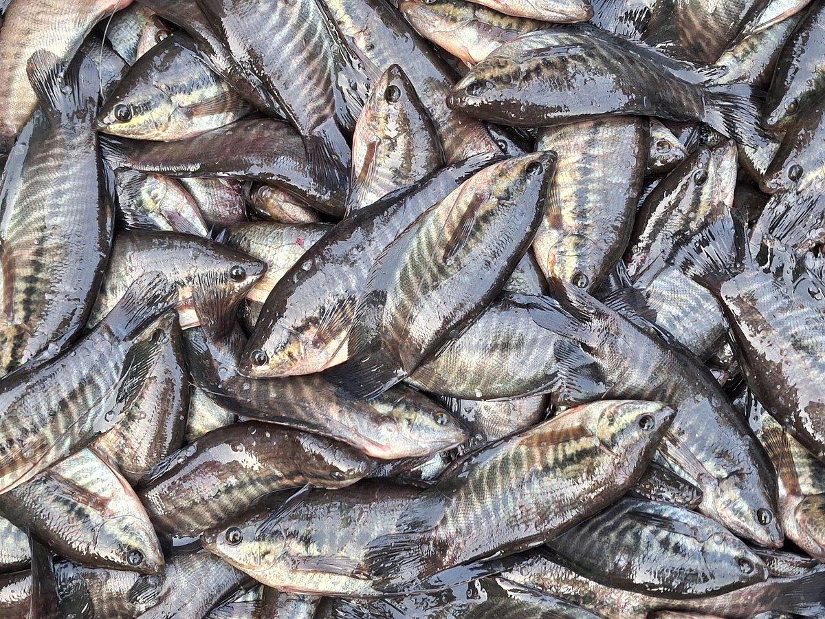 চট্টগ্রামের মিরসরাইয়ে জলাশয়ে জাল ফেললেই উঠছে গুরামি  মাছ। স্থানীয়ভাবে এটি হাইব্রিড খলশে নামে পরিচিতি। গত সোমবার উপজেলার বড়তাকিয়া বাজারে