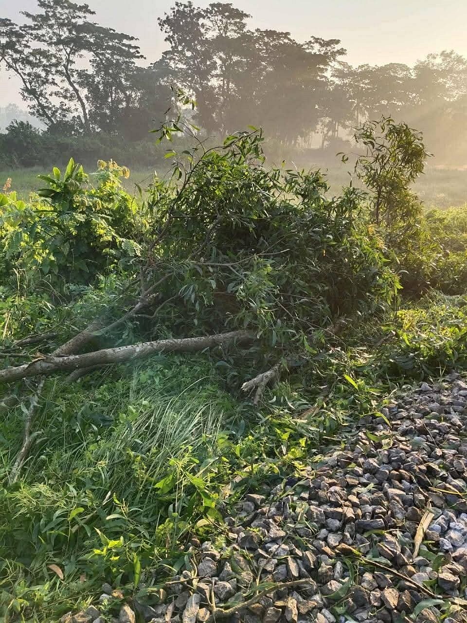 ফেনীতে রেললাইনের ওপর গাছ ফেলে নাশকতার চেষ্টা করে দুর্বৃত্তরা