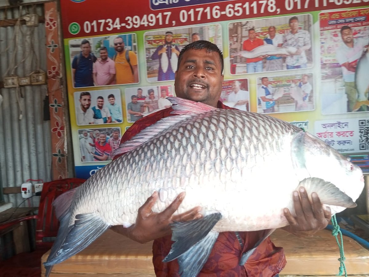 পদ্মা ও যমুনা নদীর মোহনায় জেলে ইছহাক সরদারের জালে প্রায় সাড়ে ২৩ কেজি ওজনের এই কাতলা মাছটি ধরা পড়ে। স্থানীয় ব্যবসায়ী চান্দু মোল্লা বৃহস্পতিবার সকালে মাছটি কিনে নেন