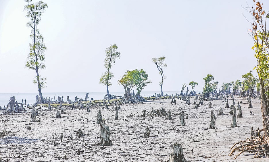 জলবায়ু পরিবর্তনের সঙ্গে প্রভাবশালীদের দাপটও বড় বিপদ ডেকে আনছে। নির্বিচার কাটা হচ্ছে গাছ। চর হেয়ার সৈকত, রাঙ্গাবালী, পটুয়াখালী