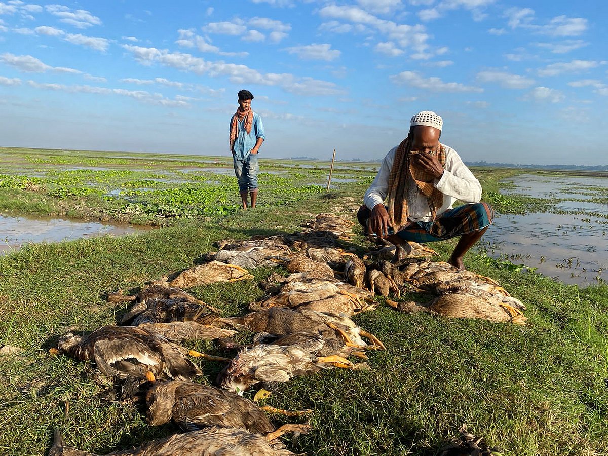 জলাশয় থেকে কয়েকটি মৃত হাঁস তোলার পর কান্নায় ভেঙে পড়েন চেরাগ আলী। আজ শুক্রবার সকালে মৌলভীবাজারের জুড়ী উপজেলার গোবিন্দপুর গ্রামে
