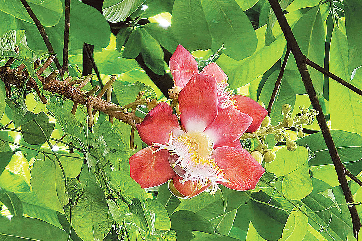 রাজধানীর বাংলাদেশ মেডিকেল বিশ্ববিদ্যালয় প্রাঙ্গণে ফোটা নাগলিঙ্গম ফুল