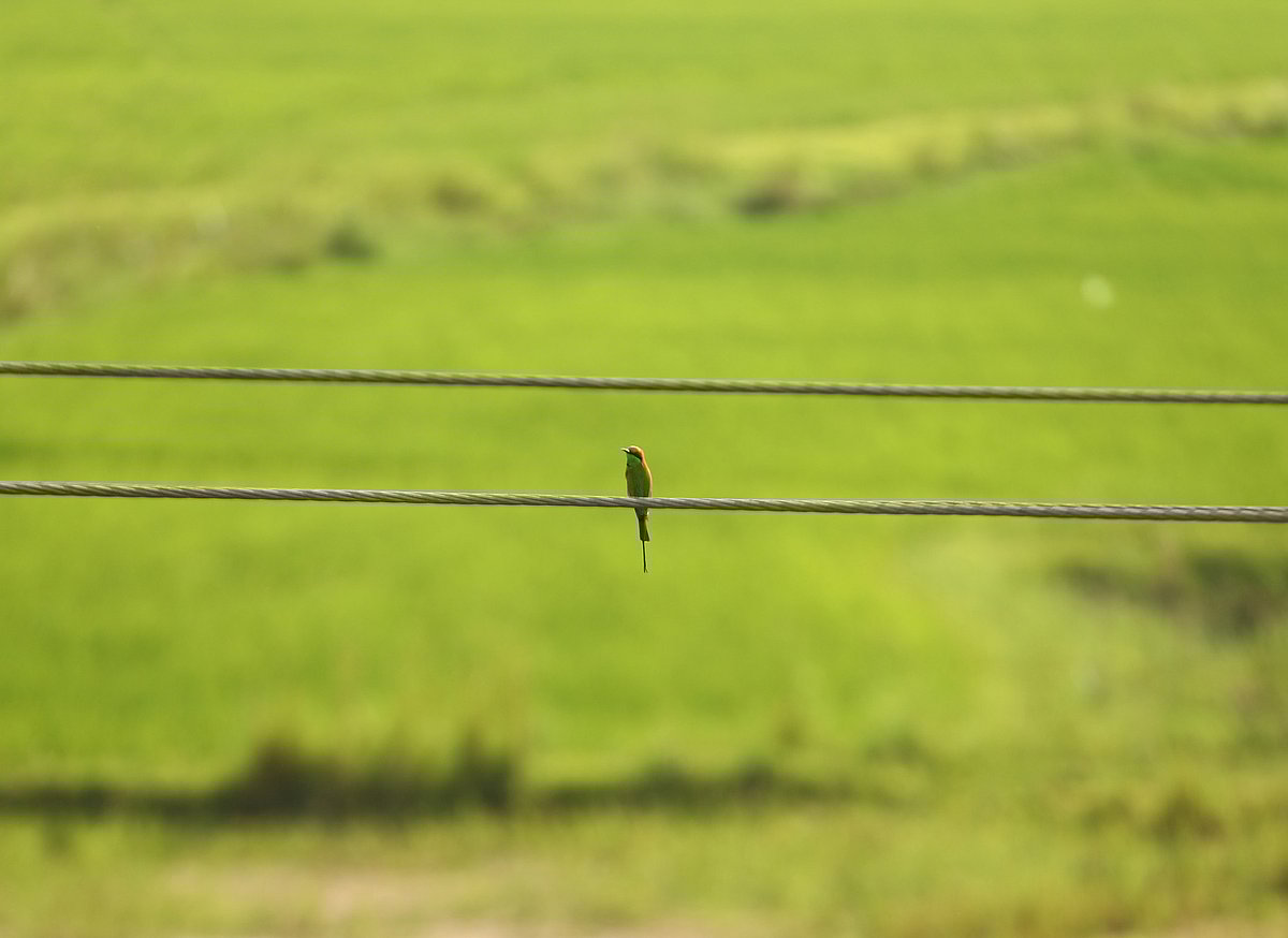 ধানখেতের ওপর বিদ্যুতের তারে বসে আছে একটি পাখি।