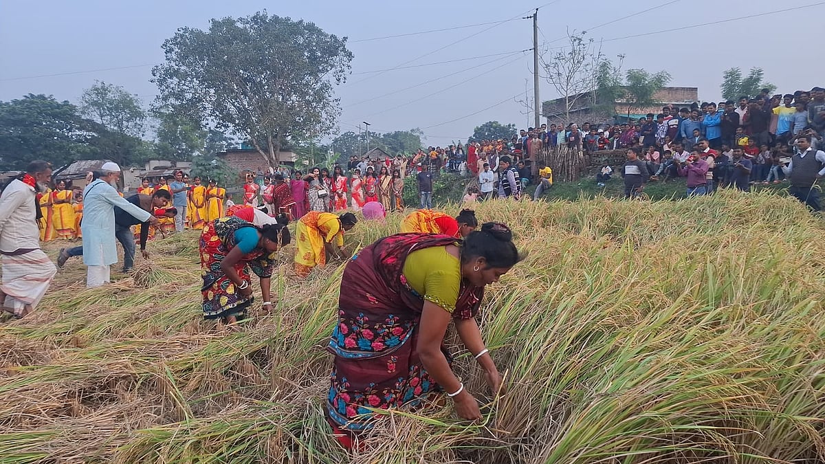 রাজশাহীর গোদাগাড়ী উপজেলার চৈতন্যপুর গ্রামে নবান্ন উৎসবে কৃষাণিদের ধান কাটার প্রতিযোগিতা। রোববার বিকেলে চৈতন্যপুর গ্রামে