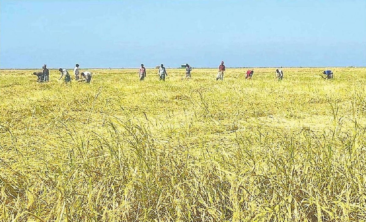 চট্টগ্রামের সন্দ্বীপের উত্তর-পশ্চিম উপকূলের ডুবোচরে আমন ধান কাটছেন শ্রমিকেরা। গতকাল সকালে