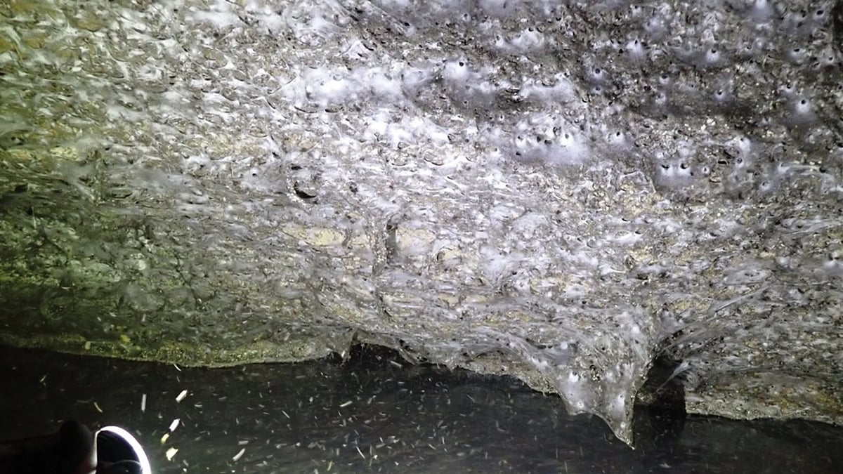 গ্রিসে একটি গুহায় পাওয়া গেছে বিশ্বের বৃহত্তম মাকড়সার জাল