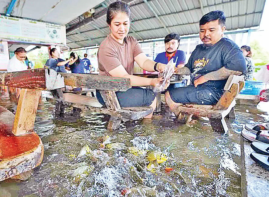 রেস্তোরাঁর মেঝেতে ঘুরে বেড়ানো মাছকে খাবার দিচ্ছেন এক ভোজনরসিক