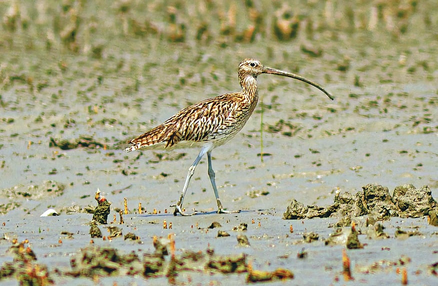 সুন্দরবনের কটকা খালপাড়ে হাঁটছে বড় গুলিন্দা