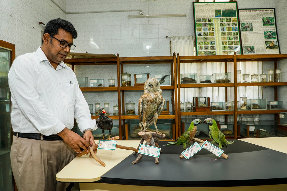৭৪ প্রজাতির ১২০টি মৃত প্রাণী-পাখি নিয়ে গড়ে তোলা হয়েছে বাংলাদেশ বন গবেষণা ইনস্টিটিউটের বন্য প্রাণী জাদুঘর। গতকাল দুপুর ১২টায় চট্টগ্রাম নগরের ষোলশহর এলাকায়
