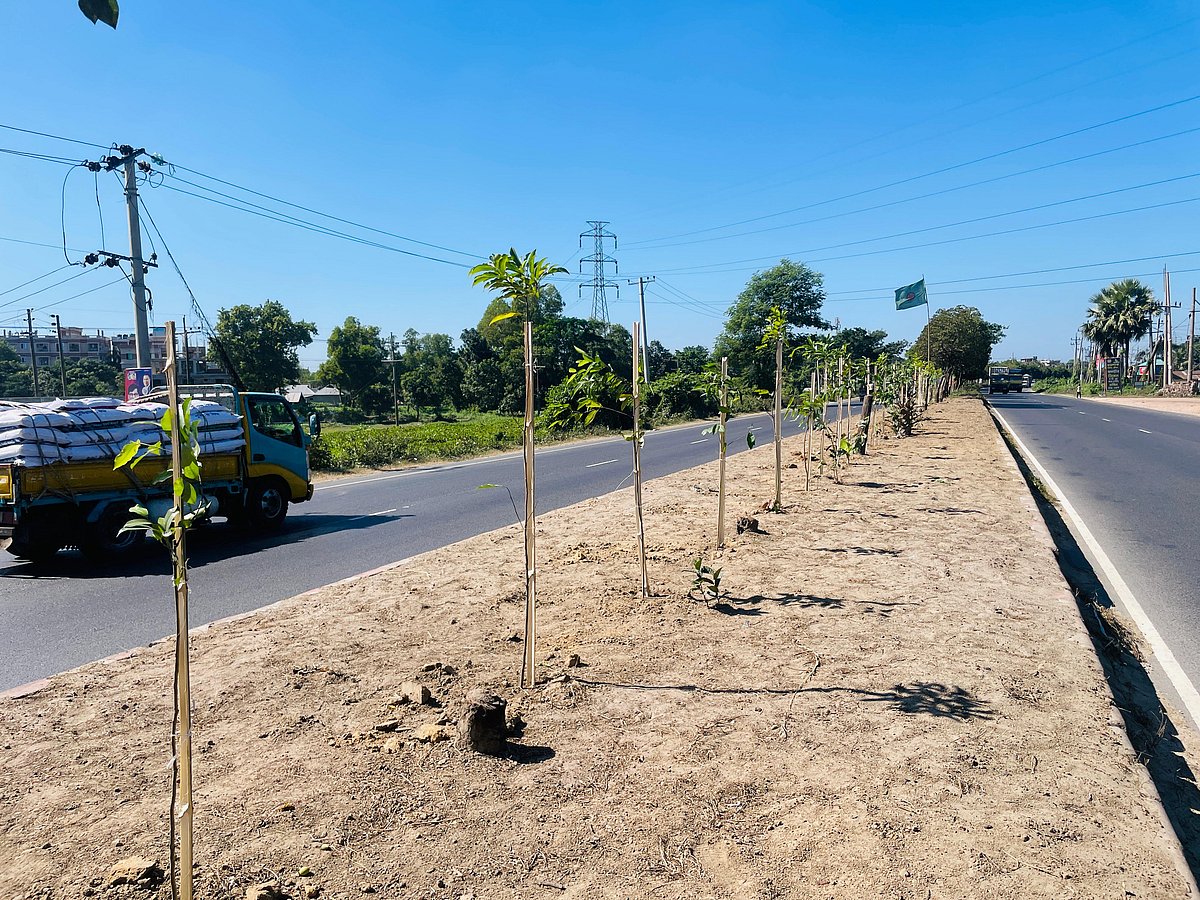 কুমিল্লার ঢাকা-চট্টগ্রাম মহাসড়কের বিভাজকে নতুন করে রোপণ করা হয়েছে বকুলগাছ। আজ মঙ্গলবার দুপুরে কুমিল্লা সদর দক্ষিণ উপজেলার বেলতলী এলাকায়