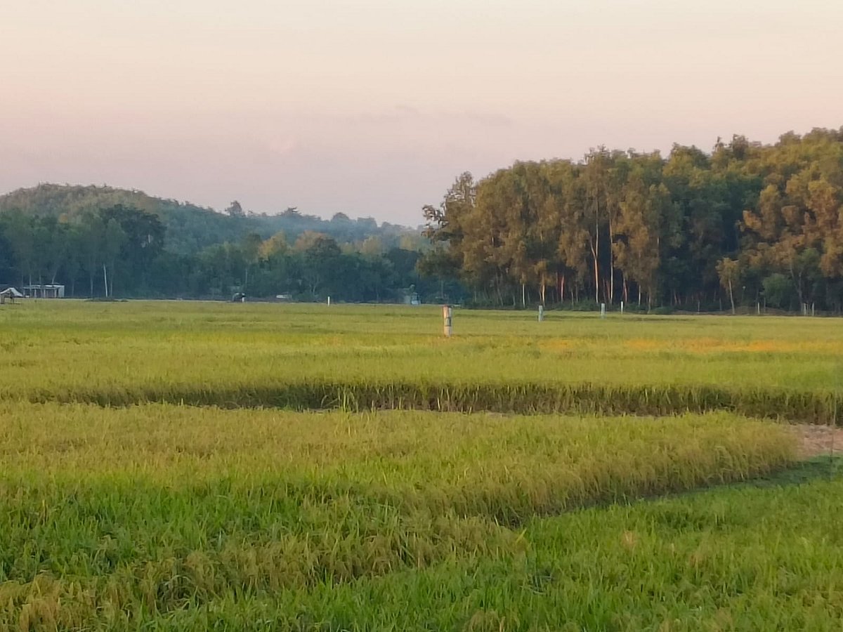 শেরপুরের সীমান্তবর্তী পাহাড়ের ঢালে আমনের আবাদ হয়েছে। এরই মধ্যে পাকতে শুরু করেছে ধান। সোমবার বিকেলে সমশ্চুড়া গ্রামে