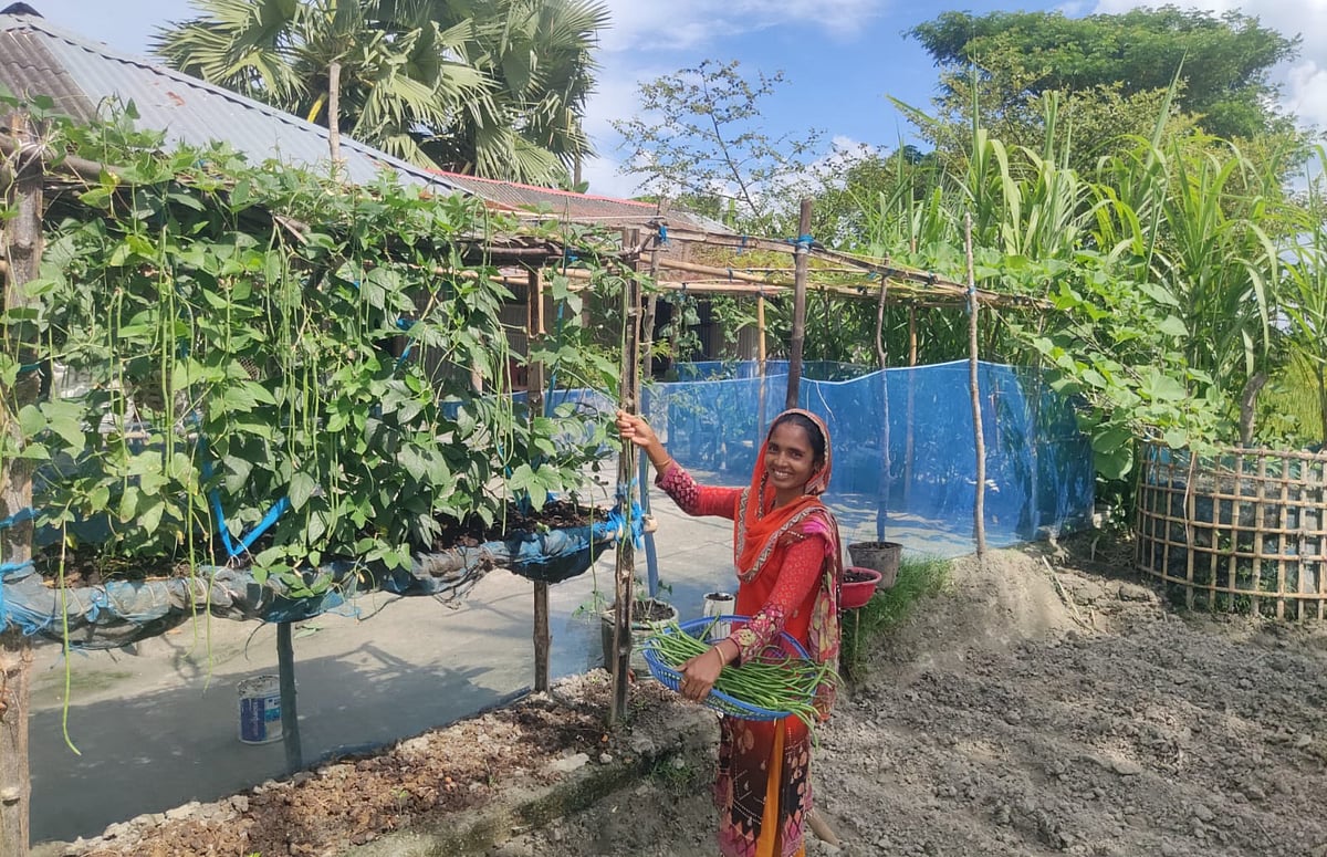 খুলনার কয়রা উপজেলার রত্নাঘেরী গ্রামের বিউটি বেগম উঠানে তৈরি উঁচু কাঠামোর বাগান থেকে তাজা বরবটি তুলছেন। ১২ নভেম্বর কয়রা উপজেলার রত্নাঘেরী গ্রামে তোলা