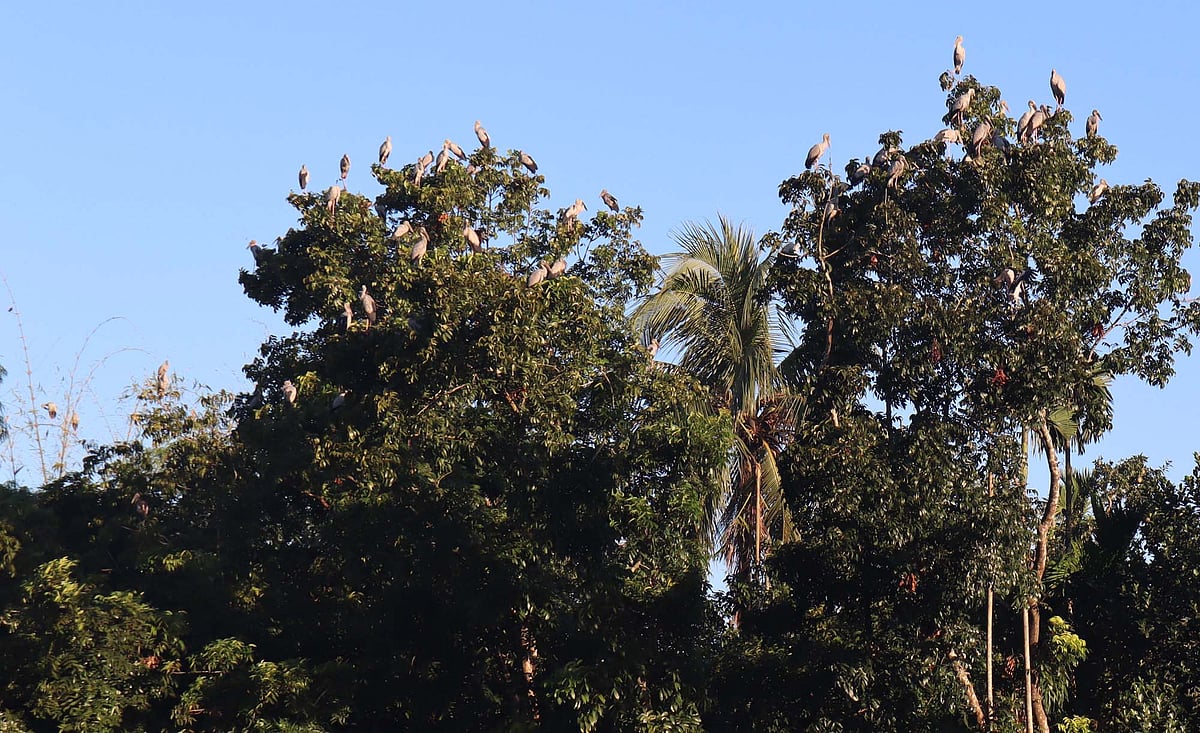 ইসলামপুর এলাকার এই দুই বাড়িতে বেশ কিছুদিন ধরে আশ্রয় নিয়েছে শামুকখোলের বড় একটি ঝাঁক। সম্প্রতি তোলা