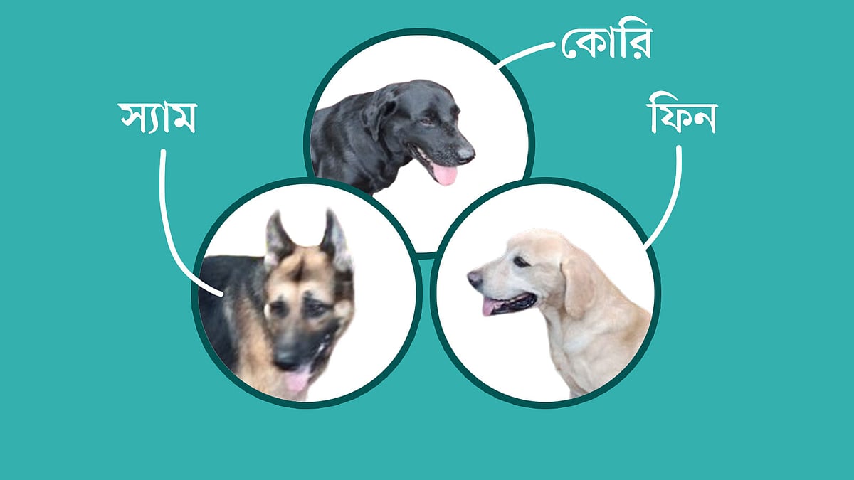 কাউন্টার টেররিজম অ্যান্ড ট্রান্সন্যাশনাল ক্রাইম ইউনিটের এই তিনটি বিদেশি কুকুর স্যাম, কোরি ও ফিনকে নিলামে তোলা হচ্ছে