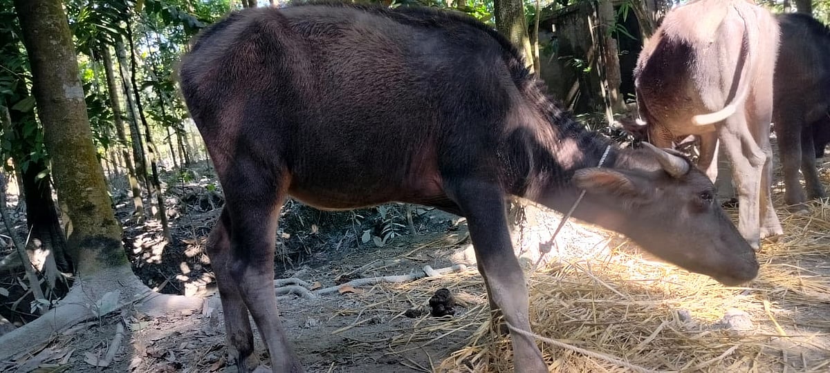 গাছের সঙ্গে বাধা মহিষের বাচ্চাগুলো। আজ বুধবার সকাল পর্যন্ত কেউ বাচ্চাগুলোর মালিকানা দাবি করেননি। পটুয়াখালীর মির্জাগঞ্জ উপজেলার দেউলী সুবিদখালী ইউনিয়নের ৯ নম্বর ওয়ার্ডে