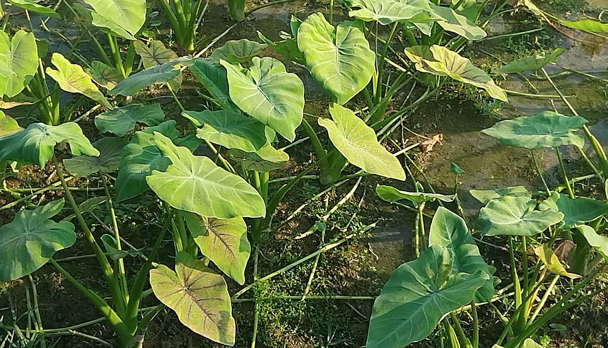 মৌলভীবাজার সদর উপজেলার গিয়াসনগরের প্রায় ১৫০ বিঘা জমিতে চাষ হচ্ছে লতি–কচুর