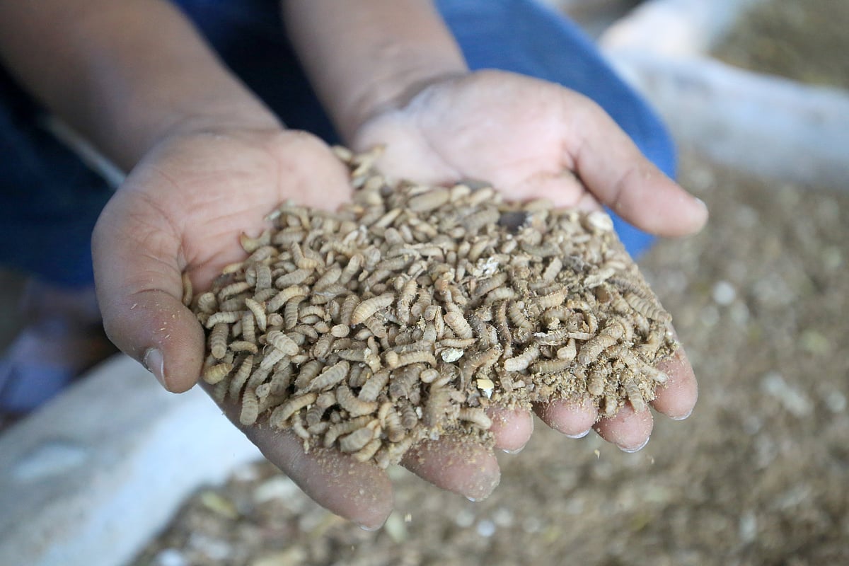 পোকা চাষ করছেন পাবনার এক উদ্যোক্তা। অল্প দিনে সাড়াও পাচ্ছেন বেশ। পাড়াশিধাই, আটঘরিয়া, পাবনা, ১৭ নভেম্বর