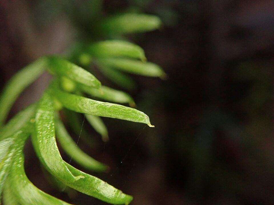 ফার্ন গাছ