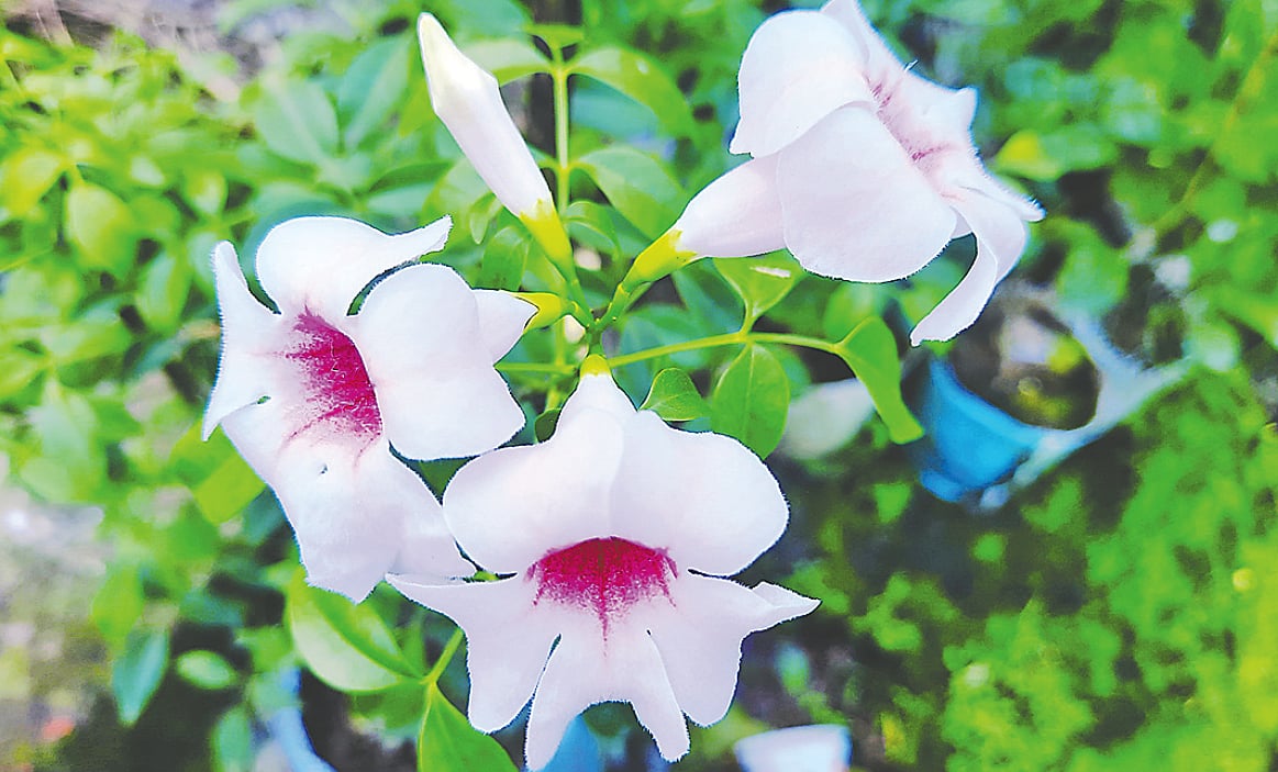 ময়মনসিংহের কাছারিঘাটের নার্সারিতে প্যান্ডোরিয়া ফুল