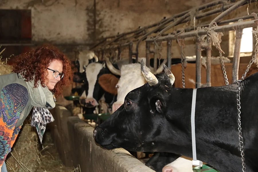 ভূমিকম্পের আগে গরুর কার্যকলাপ পর্যবেক্ষণের জন্য যুক্ত করা হয়েছিল সেন্সর