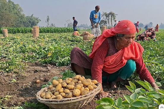 ২৬ টাকায় উৎপাদন করা আলুর কেজি ১০ থেকে ১৫ টাকায় বিক্রি হয় কীভাবে?