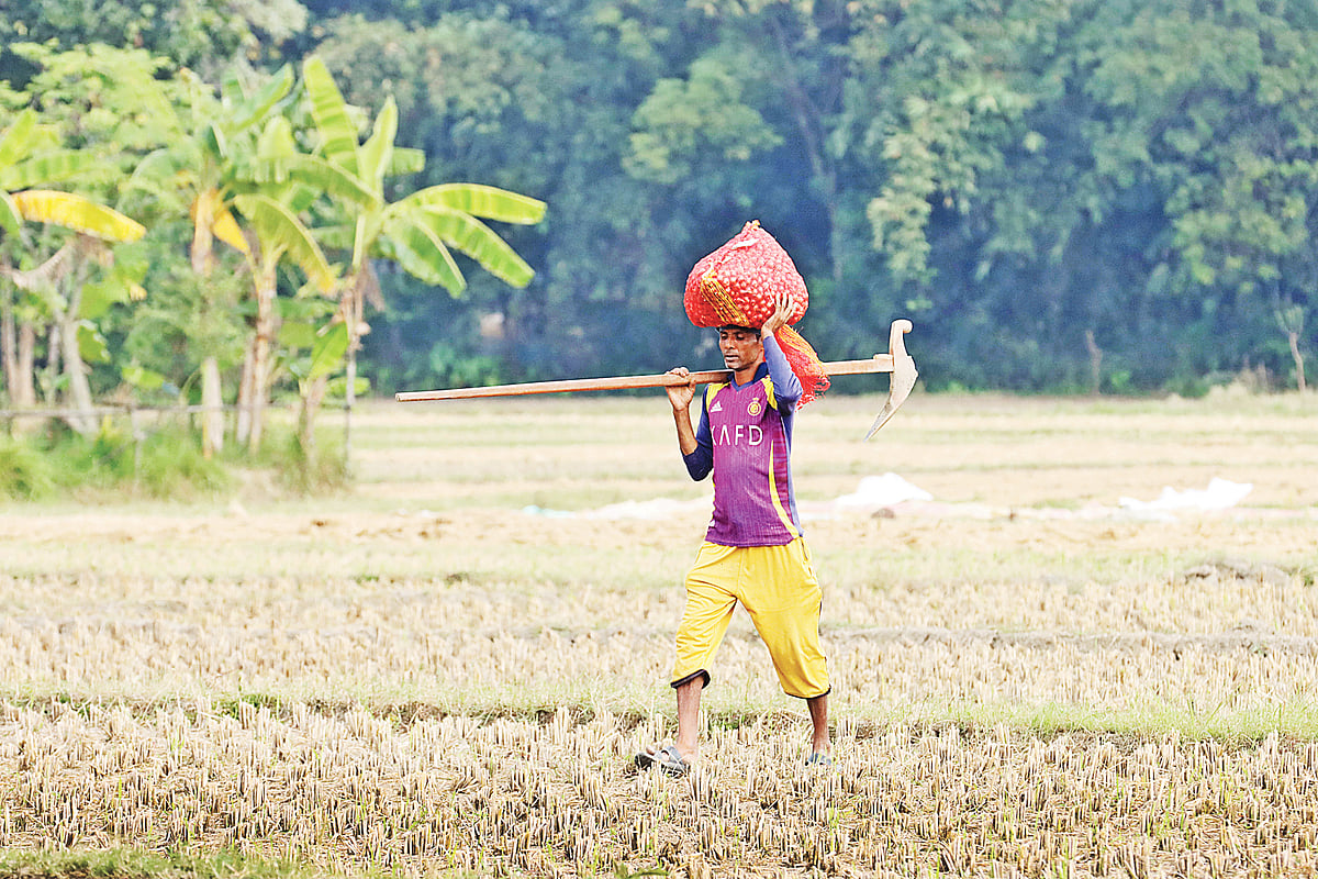 রোপণের জন্য মাথায় পেঁয়াজের বীজ ও লাঙল কাঁধে মাঠে যাচ্ছেন এক কৃষক। গতকাল ফরিদপুর সদর উপজেলার অম্বিকাপুর ইউনিয়নের ভাষানচরে