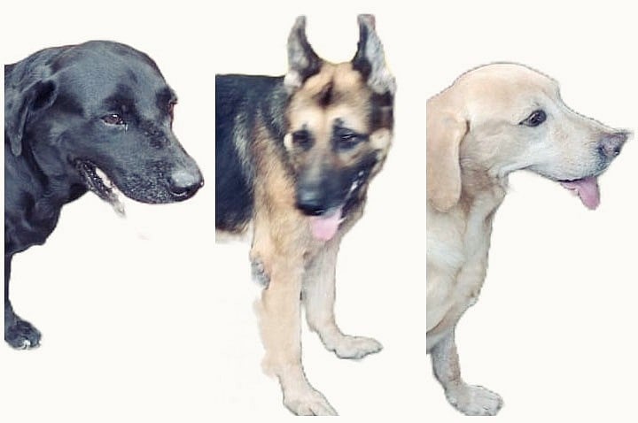 কোরি, স্যাম, ফিন