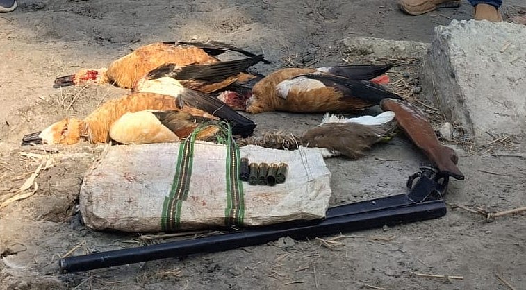 তিস্তা নদীর চরে শিকার হওয়া চখাচখি