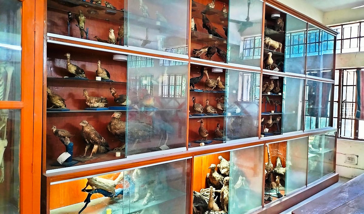 দেখে মনে হয় পাখিদের মেলা বসেছে। তবে এগুলো প্রাণহীন। দিনাজপুর সরকারি কলেজের প্রাণিবিদ্যা বিভাগে ট্যাক্সিডার্মি জাদুঘরে