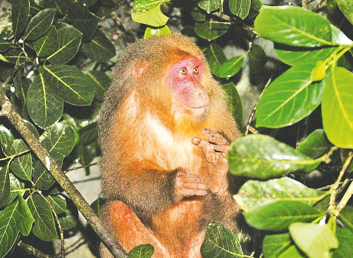 গাজীপুর সাফারি পার্কে সিন্দুরি বানর