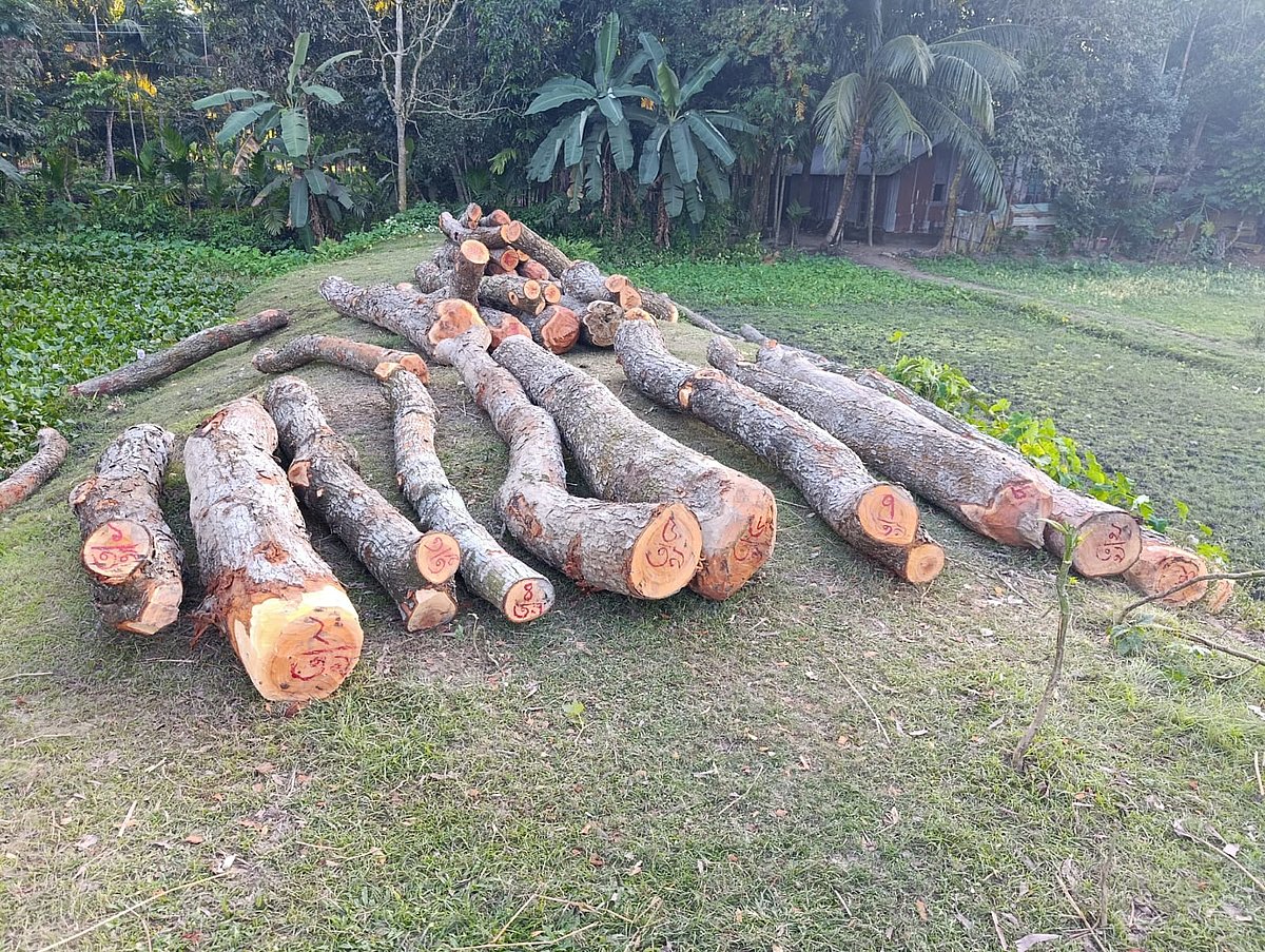 ১৮ নভেম্বর সকাল থেকে সন্ধ্যা পর্যন্ত গাছগুলো কাটা হয়।  নেত্রকোনার কেন্দুয়া উপজেলার মাসকা ইউনিয়নের দিঘলী-আলমপুর সড়কে