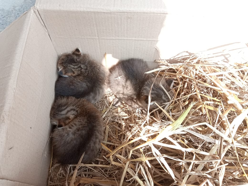 ফরিদপুরে ধানখেত থেকে মেছো বিড়ালের তিনটি শাবক উদ্ধার করা হয়েছে। আজ মঙ্গলবার দুপুরে ফরিদপুর বন বিভাগের বিভাগীয় বন কর্মকর্তার কার্যালয়ে