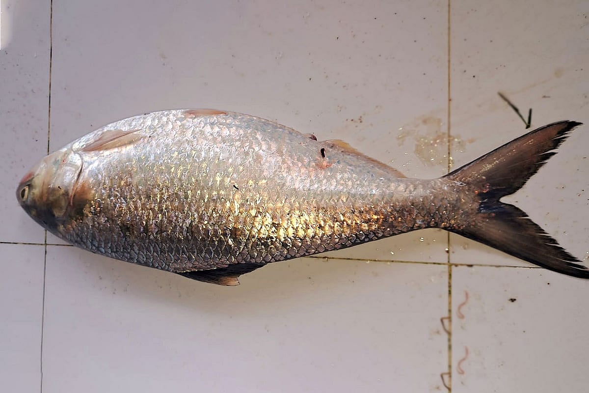 ভোলায় এক জেলের জালে ধরা পড়েছে বড় আকারের ইলিশটি। আজ বুধবার সকালে সদর উপজেলার ধনিয়া তুলাতুলি মাছঘাটে