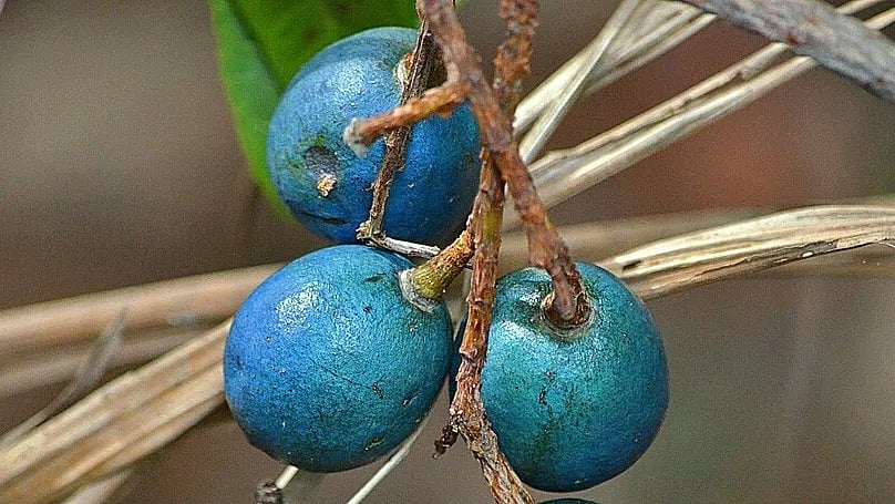 ব্লু কোয়ান্ডং ফল