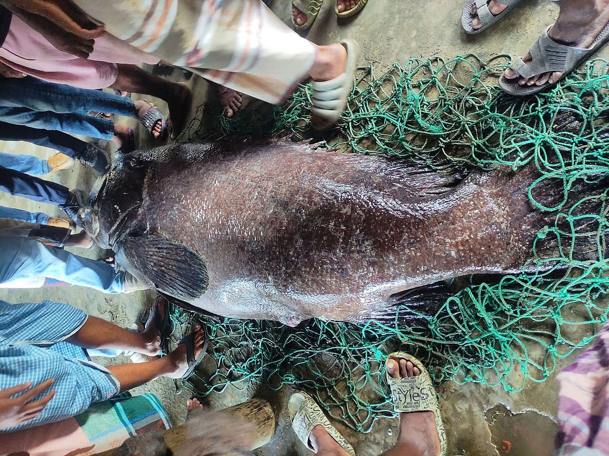 কক্সবাজারের টেকনাফের বাহারছড়ার জেলেদের জালে ধরা পড়েছে ১৬৬ কেজি ওজনের বোল মাছটি। আজ বিকেলে