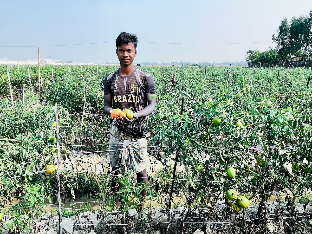 বাঁশখালীর গন্ডামারা ইউনিয়নের চর পাড়া এলাকায় টমেটো হাতে এক কৃষক। সম্প্রতি তোলা