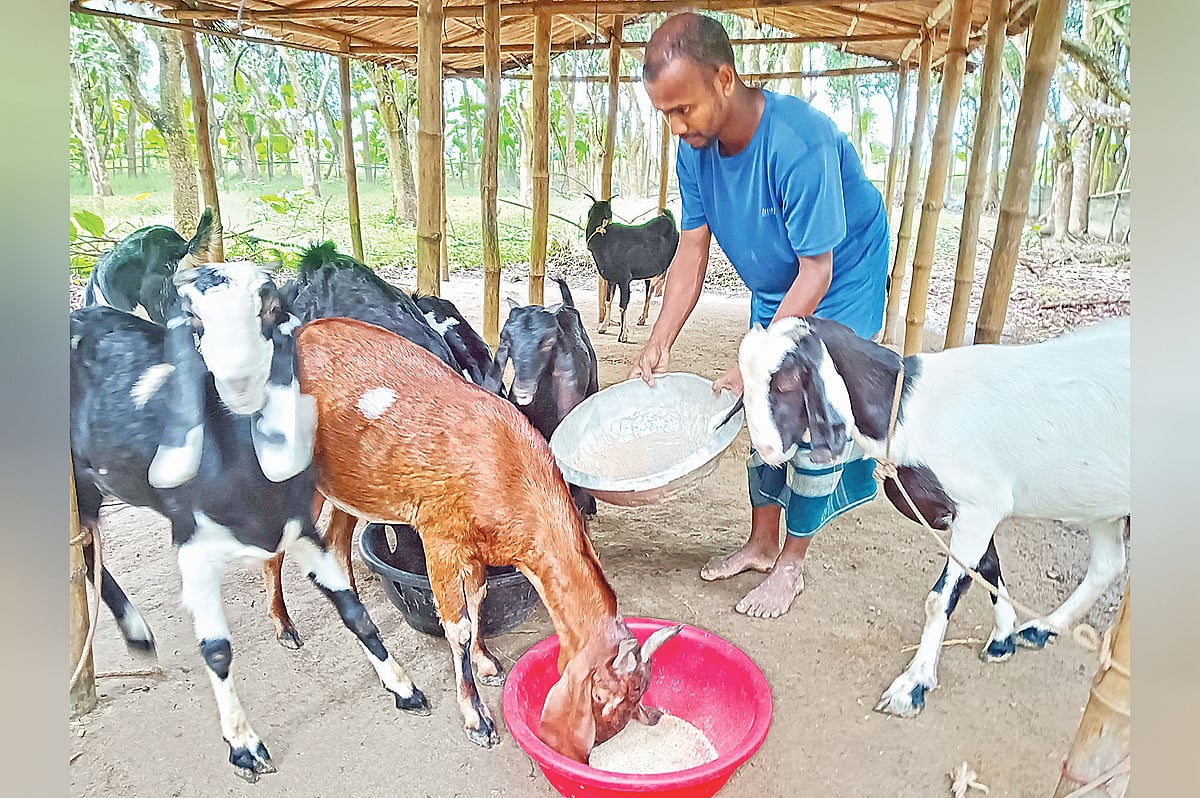 ছাগলের খামারে তরুণ উদ্যোক্তা জাহিদ হাসান। সম্প্রতি রাজবাড়ীর বালিয়াকান্দির ভীমনগর গ্রামে