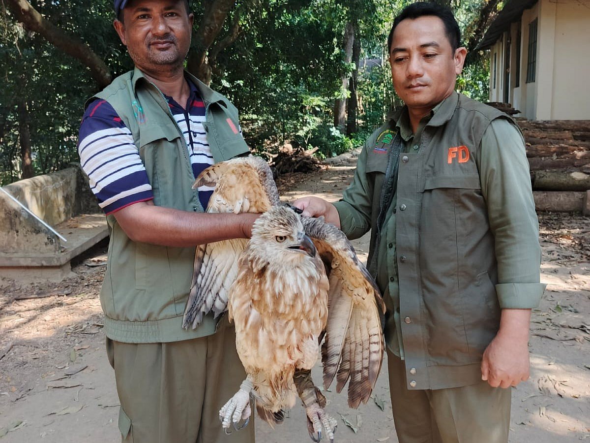 উদ্ধার হওয়া ইগল। চট্টগ্রামের সাতকানিয়ার উত্তর ছদাহা এলাকা থেকে গতকাল তোলা