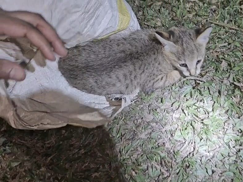 নেত্রকোনার দুর্গাপুর উপজেলায় মেছো বিড়ালের দুটি ছানা উদ্ধারের পর সেগুলো বনে অবমুক্ত করা হয়। গতকাল রাতে গোপালপুর পাহাড়ে