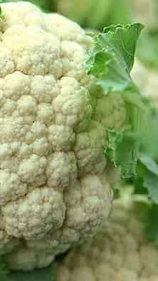 ফুলকপি খেলে যে উপকার মিলবে