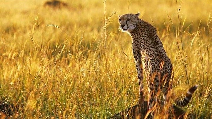 চিতাবাঘ