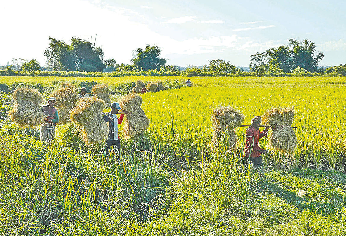 চট্টগ্রামের রাঙ্গুনিয়ার গুমাই বিলে এখন চলছে ধান কাটার উৎসব