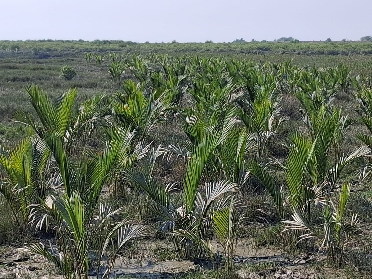 মিরসরাইয়ের উপকূলে বন বিভাগের লাগানো গোলপাতা