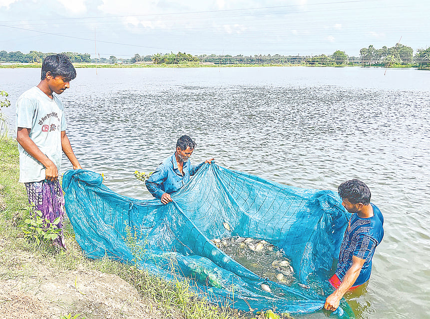 কুমিল্লার দাউদকান্দি উপজেলার রায়পুর গ্রামে একটি খামারে মাছের আকার দেখছেন চাষিরা। সম্প্রতি তোলা ছবি।