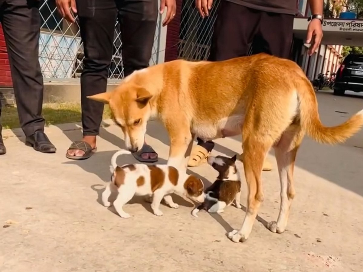 পাবনার ঈশ্বরদী উপজেলার সামাজিক সংগঠনের পক্ষ থেকে প্রথমে দুটি ও পরে দুটিসহ মোট চারটি ছানা দেওয়া হয়েছে মা কুকুরটিকে। গতকাল দুটি ছানা দেওয়ার সময় উপজেলা পরিষদ চত্বরের সামনে
