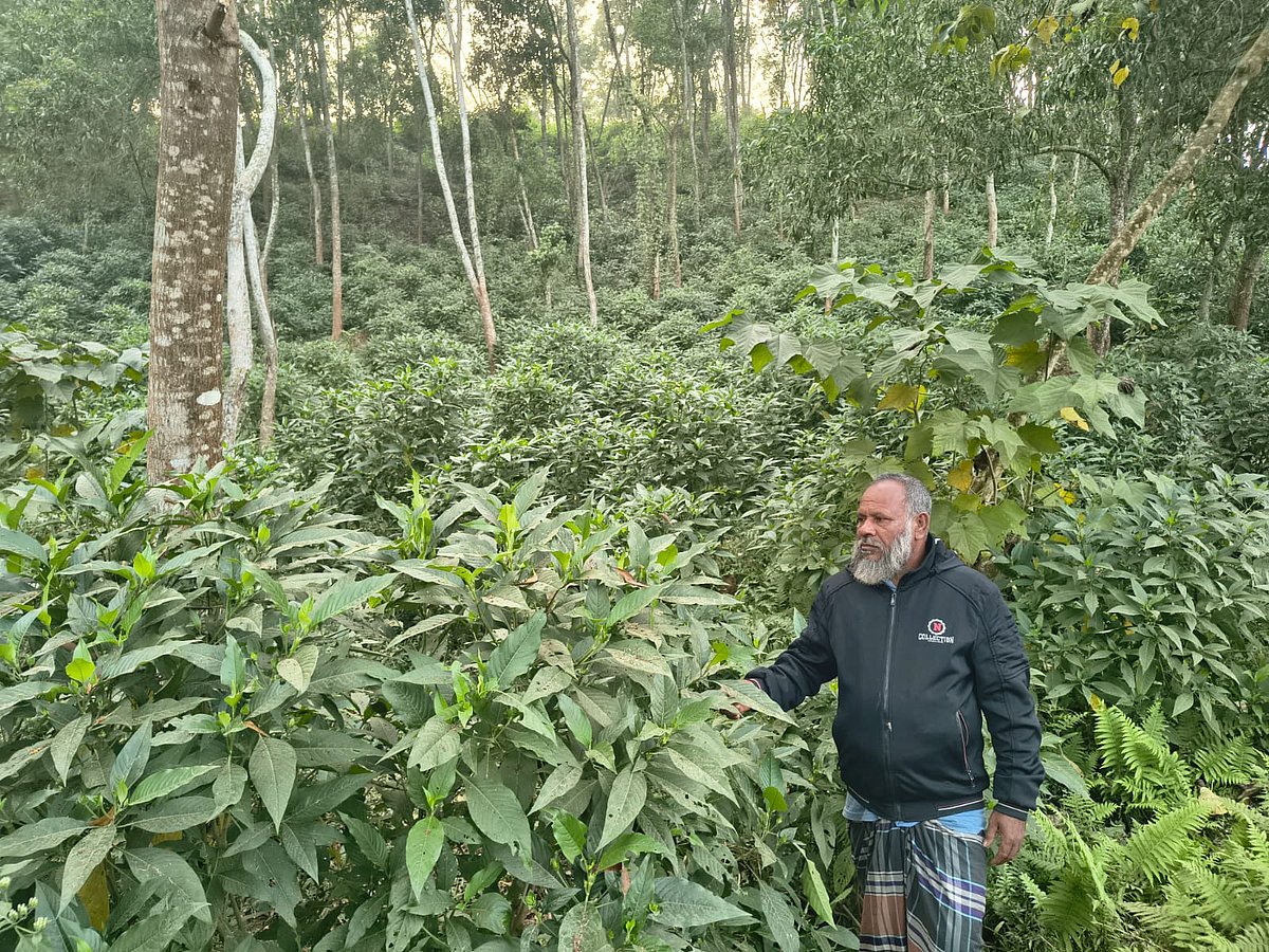 শেরপুরের শ্রীবরদী উপজেলায় পাহাড়ের টিলায় বাসকগাছ দেখাচ্ছেন এক উপকারভোগী। গতকাল বুধবার বিকেলে কনঝুড়া এলাকায়