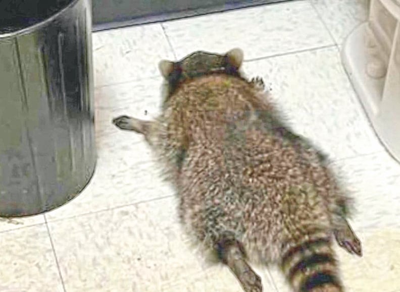 শৌচাগারে পড়ে ছিল র‍্যাকুনটি